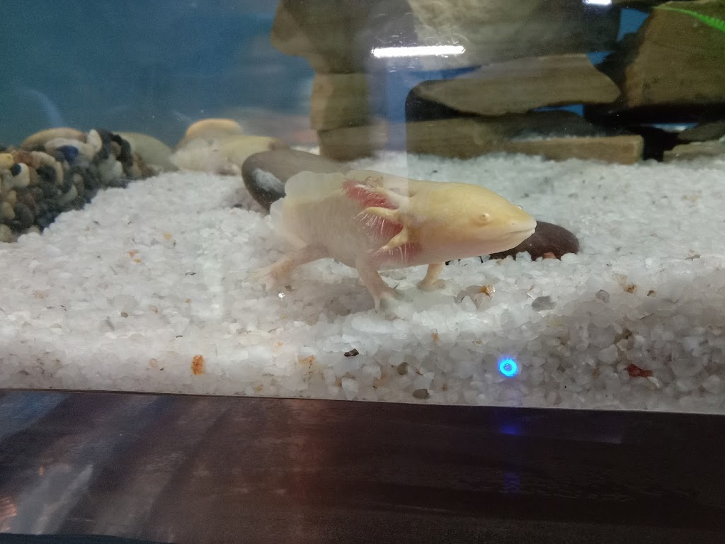 Axolotl – Ambystoma Mexicanum