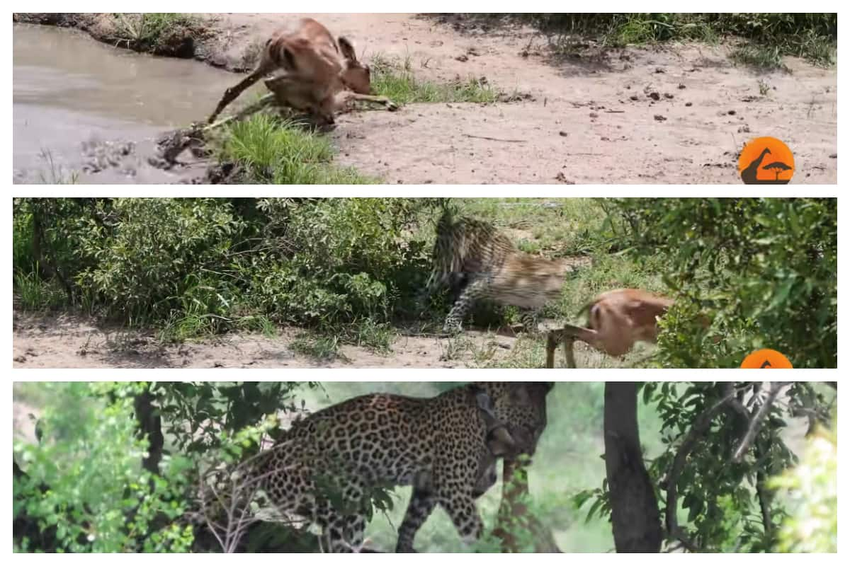 Viral Video, Impala, Deer, Crocodile, Viral, Video, leopard, viral news, video viral, viral video news, Trending Viral Videos, Trending Viral News, Viral on Internet, Viral Video on Internet, viral news today, latest trending viral news