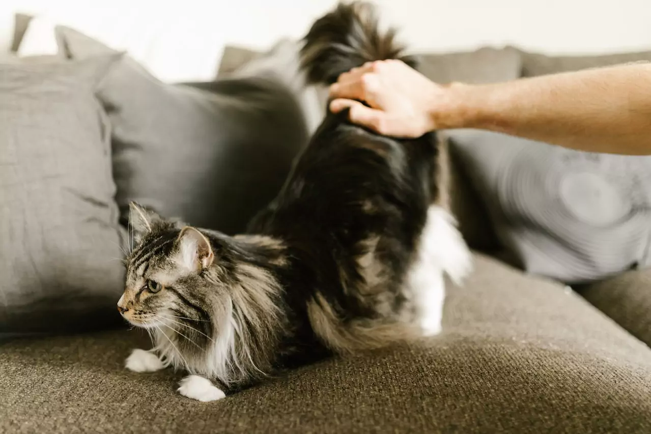 Maine Coon cats