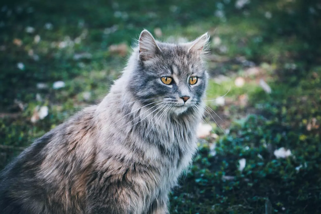 Champion Breeds: Maine Coons in the World of Cat Shows