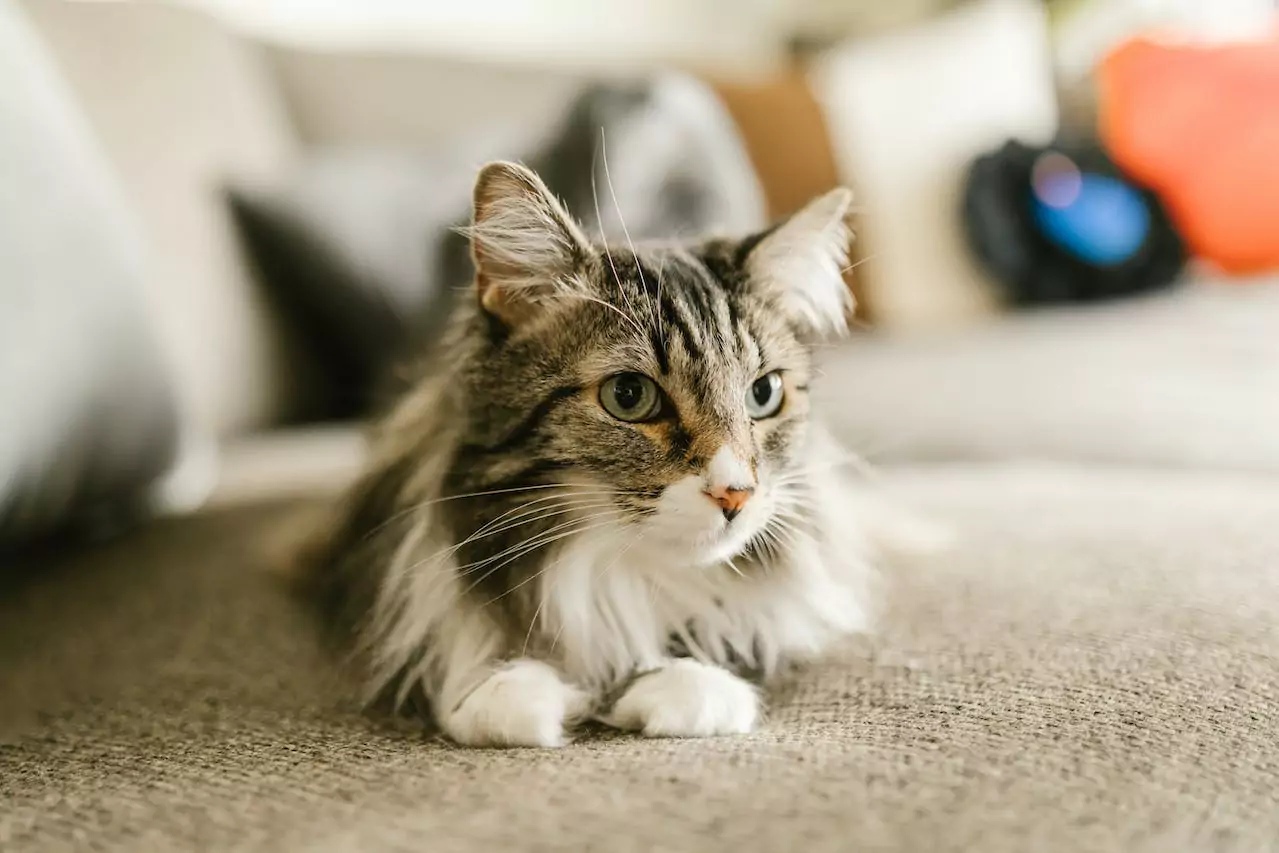 Crossbreeding and the Maine Coon’s Influence
