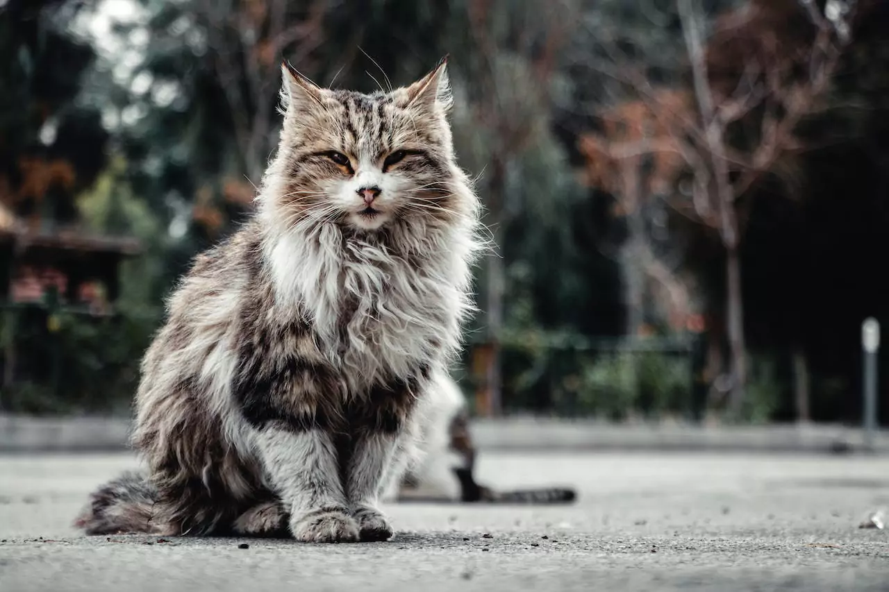 Ensuring the Wellbeing of Your Maine Coon
