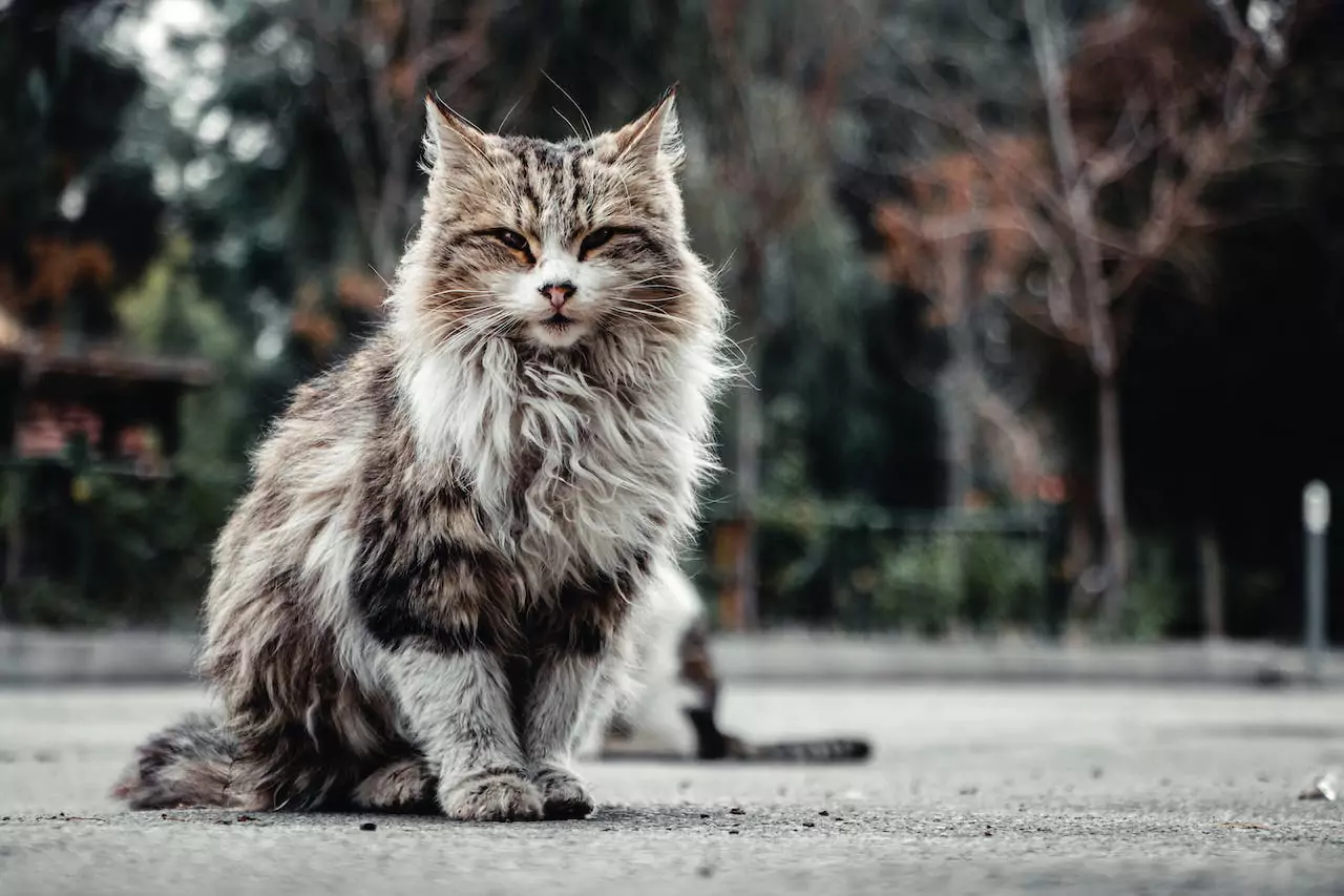 Maine Coon