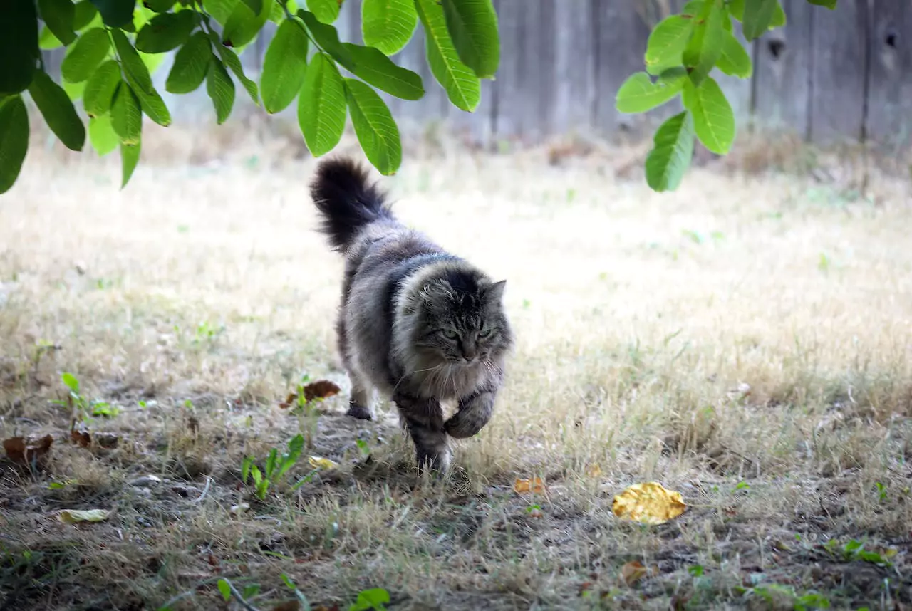 A Guide to the Gentle Giants – Caring for Your Maine Coon